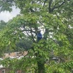 Spring Tree Care Essentials: Tree Cabling and Bracing for 2024